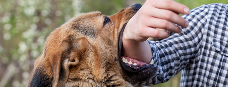 dog attacks