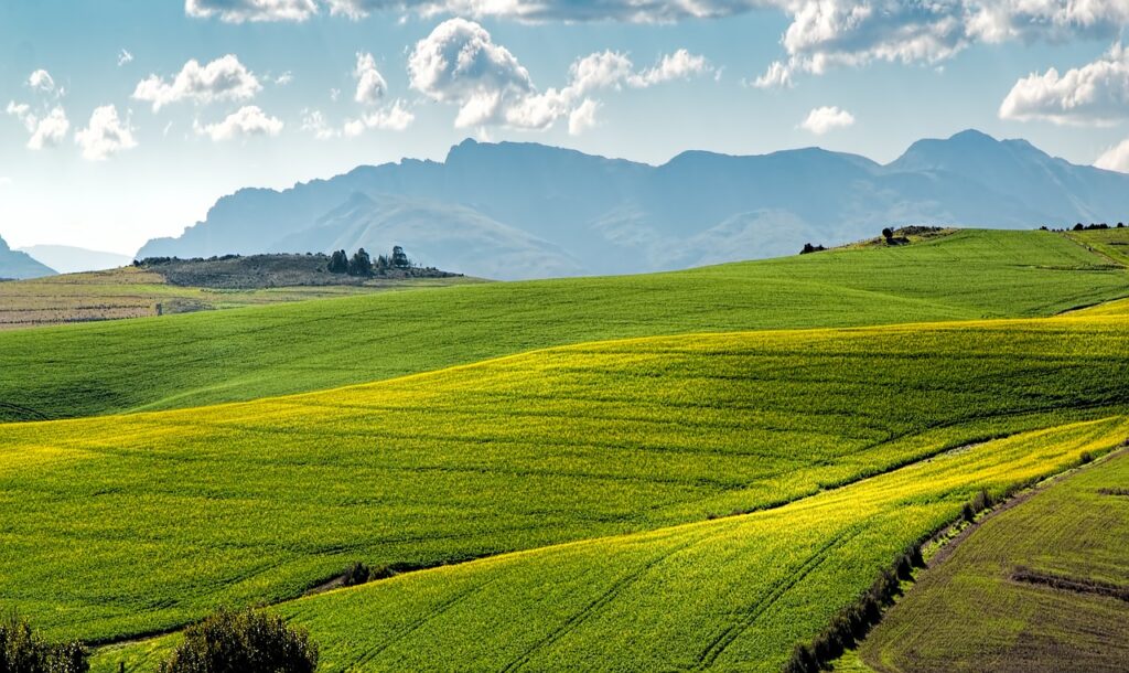 green canola fields