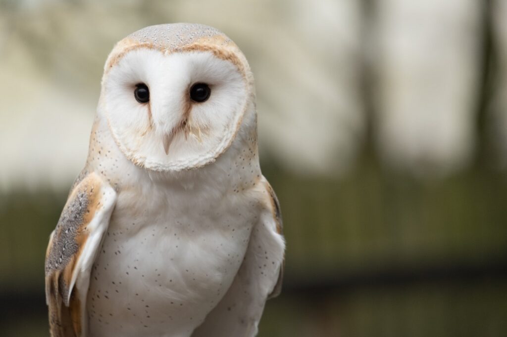 white owl